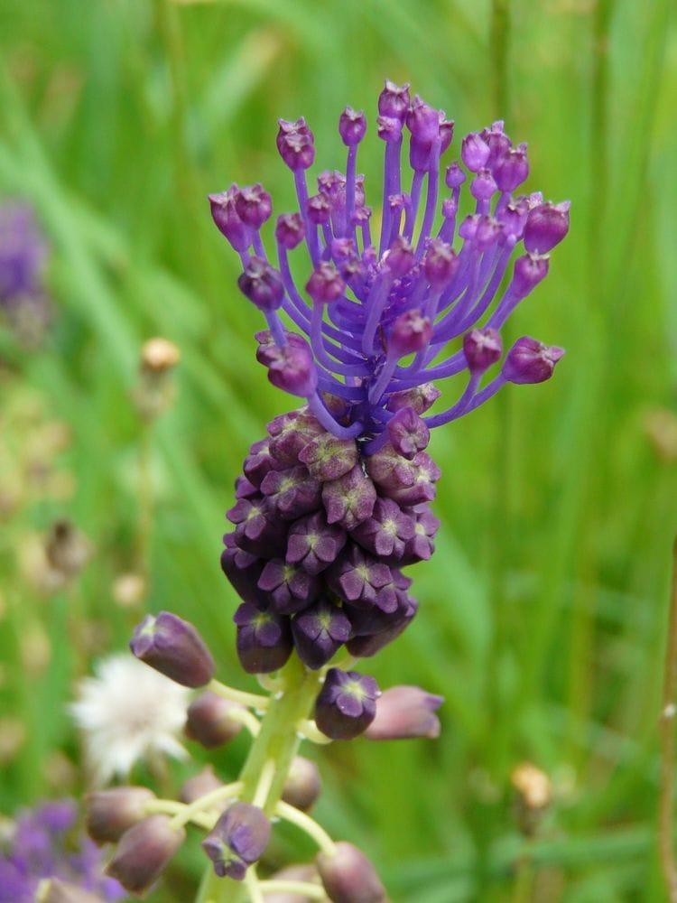 Muscari comosum