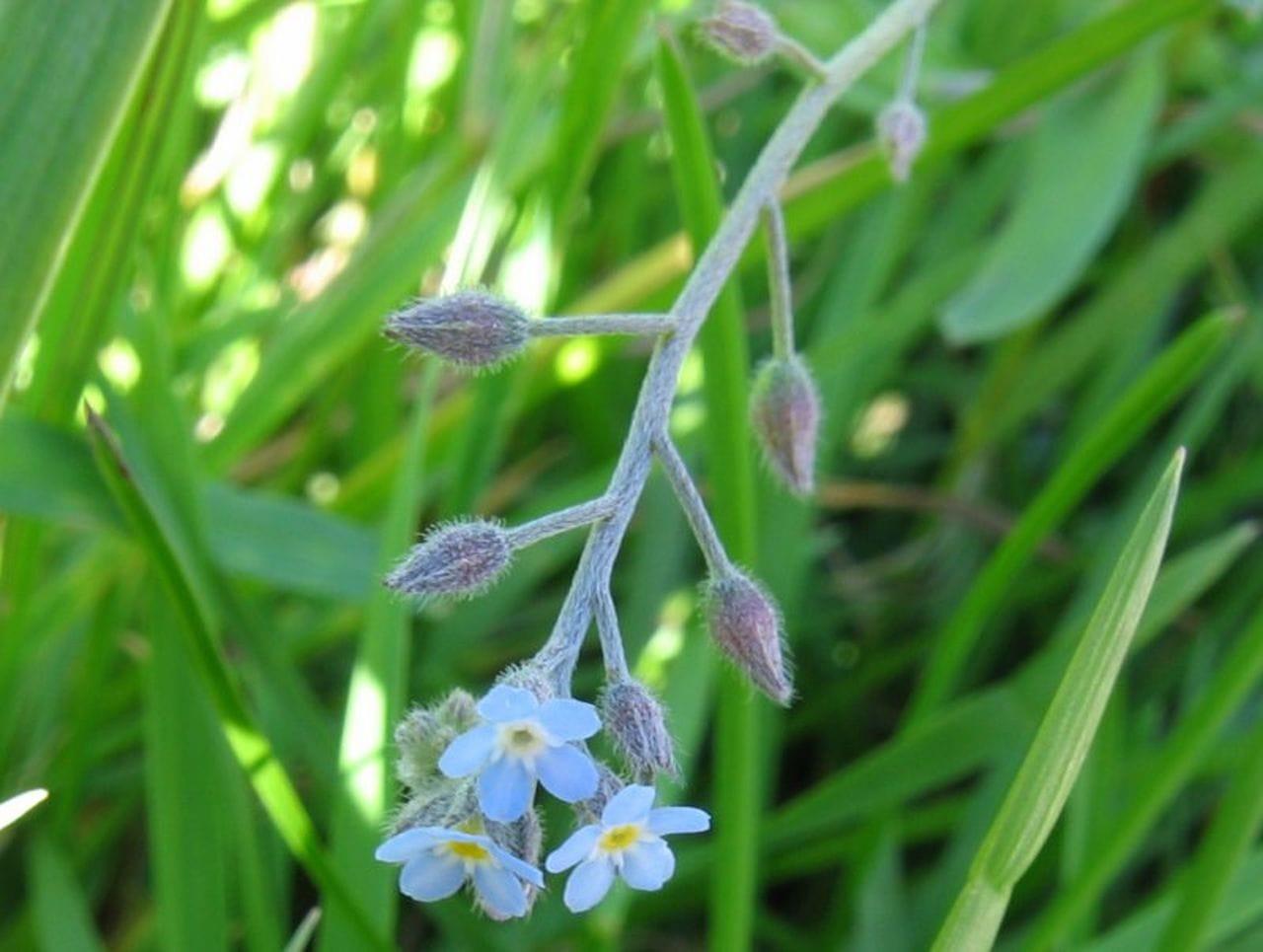 Myosotis arvensis