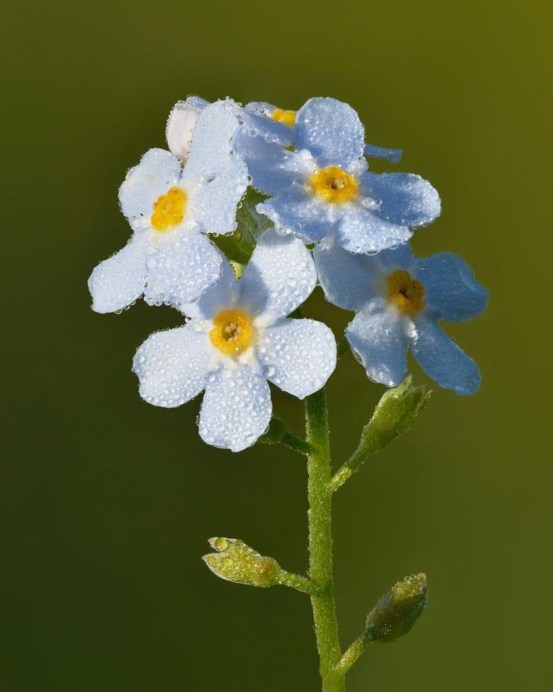 Myosotis palustris