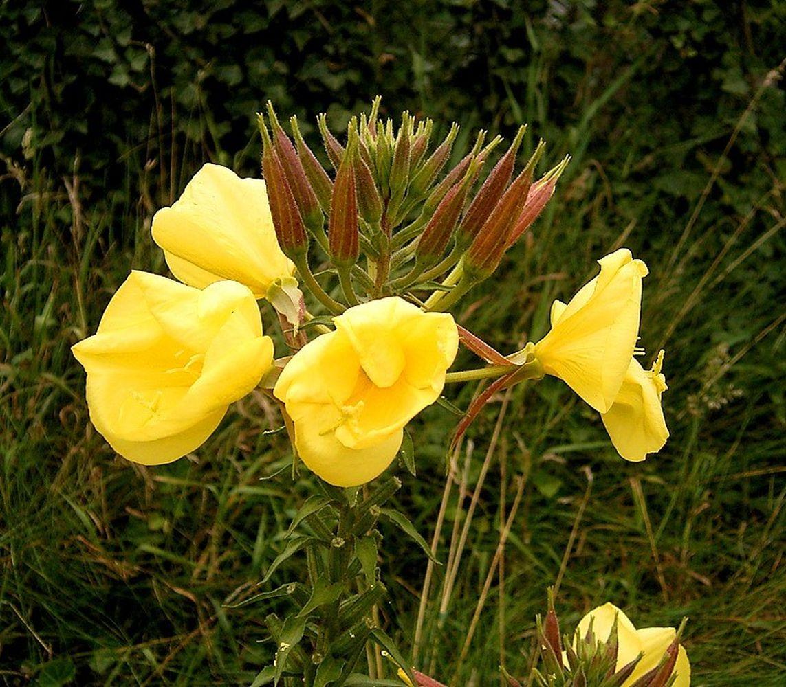 Oenothera lamarckiana