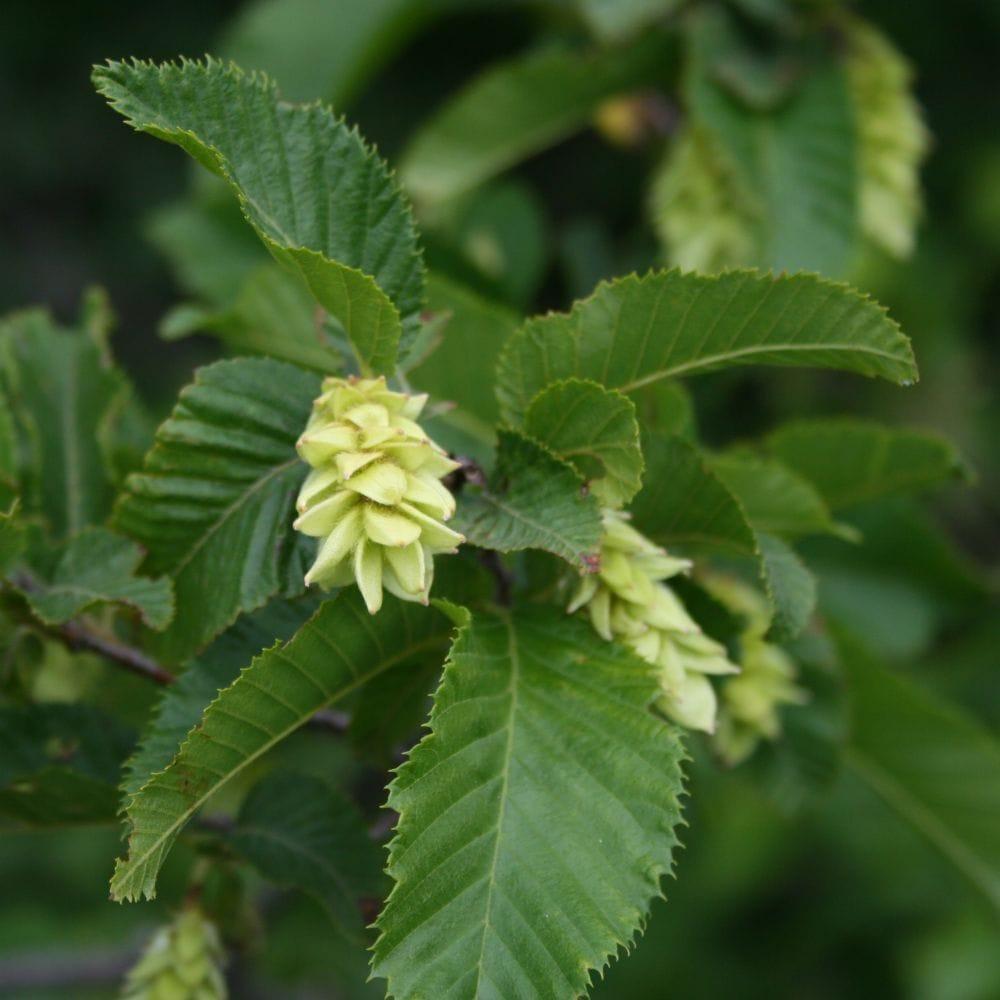 Ostrya carpinifolia