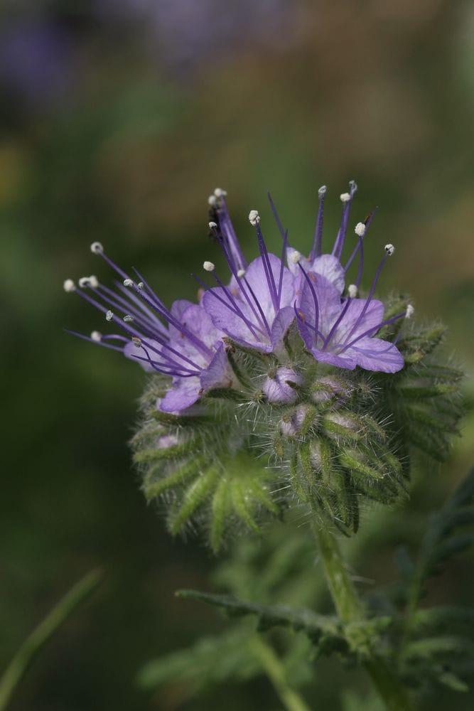 Phacelia tanecetifolia