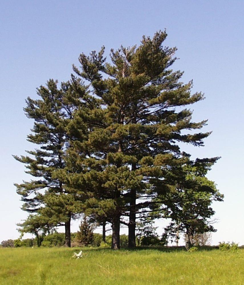Pinus n. ssp. austriaca