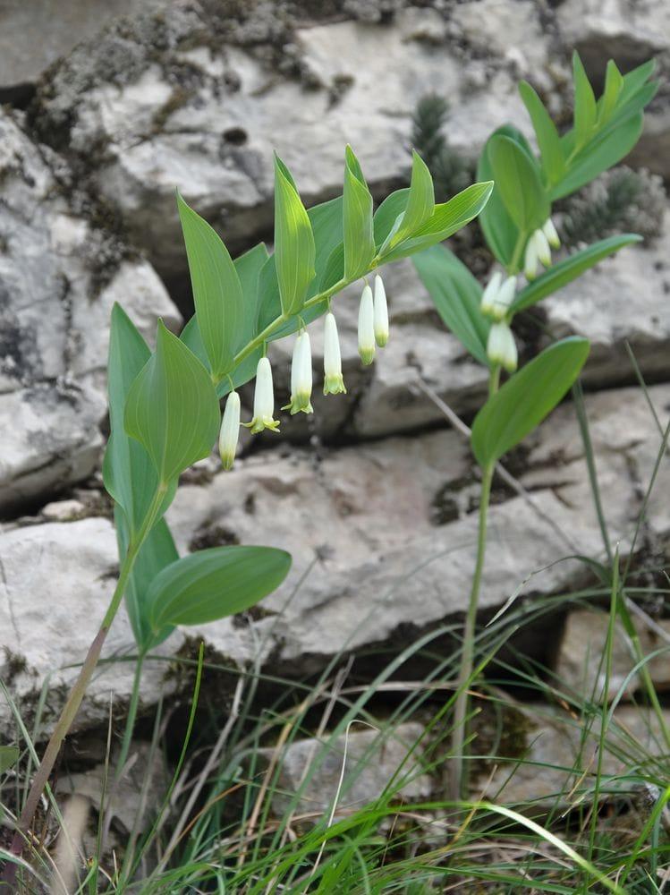 Polygonatum officinalis