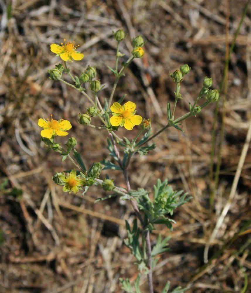 Potentilla argentea