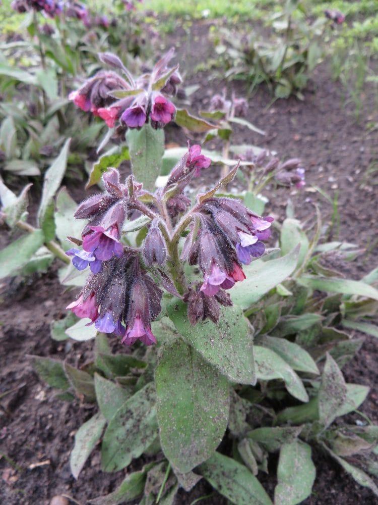 Pulmonaria mollissima