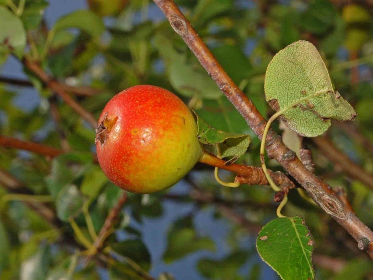Pyrus pyraster