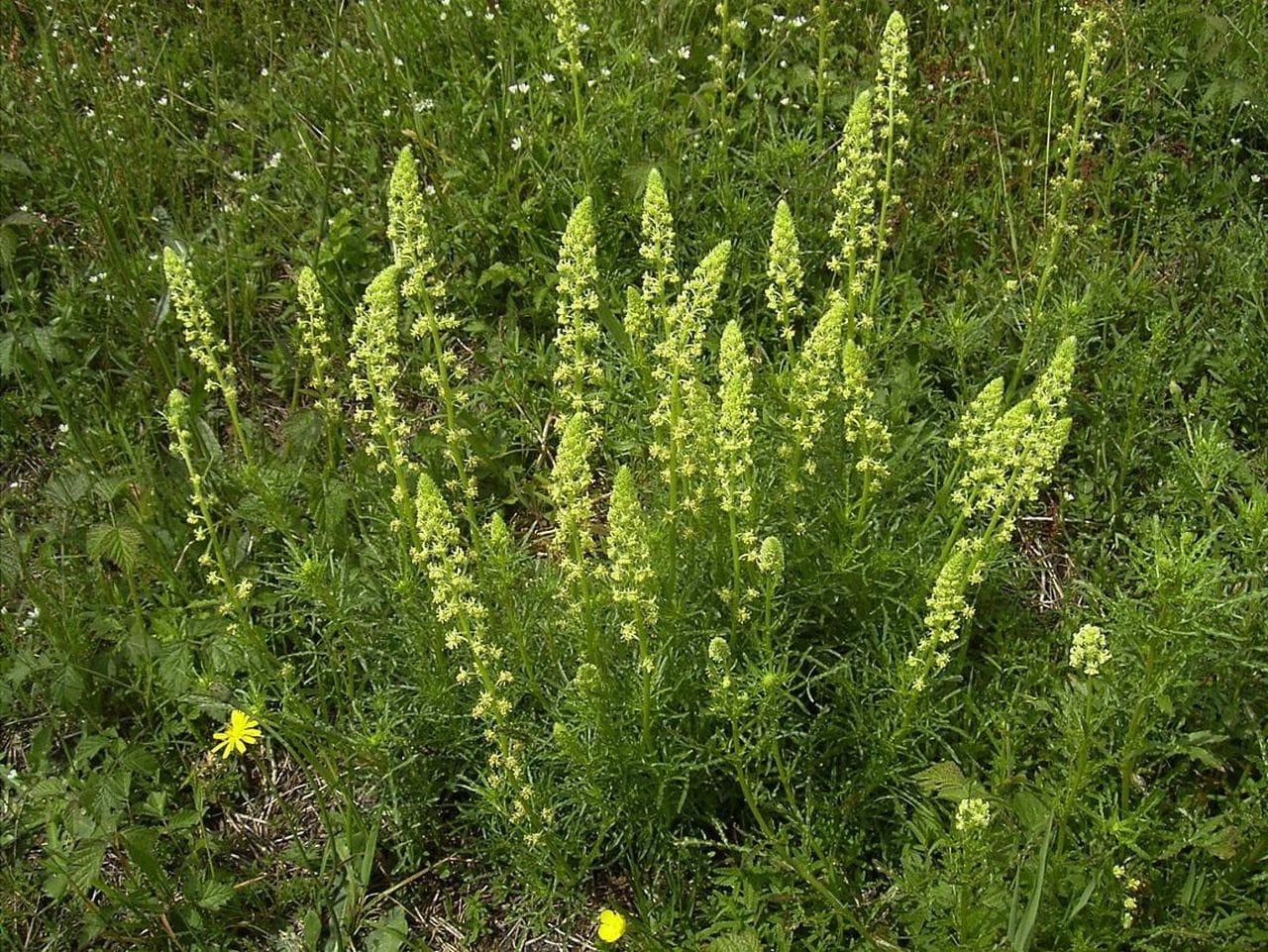 Reseda lutea
