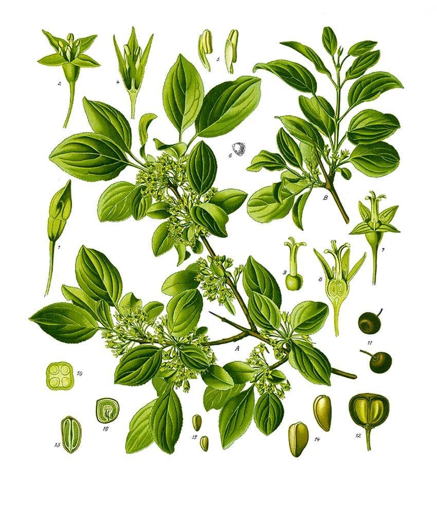 Rhamnus catharticus