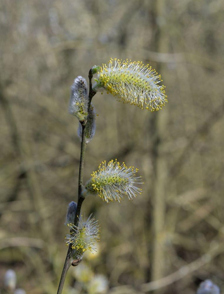 Salix caprea