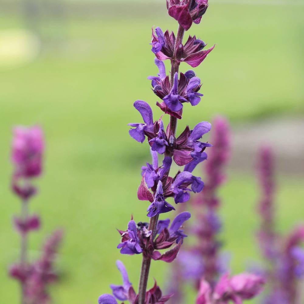 Salvia nemorosa
