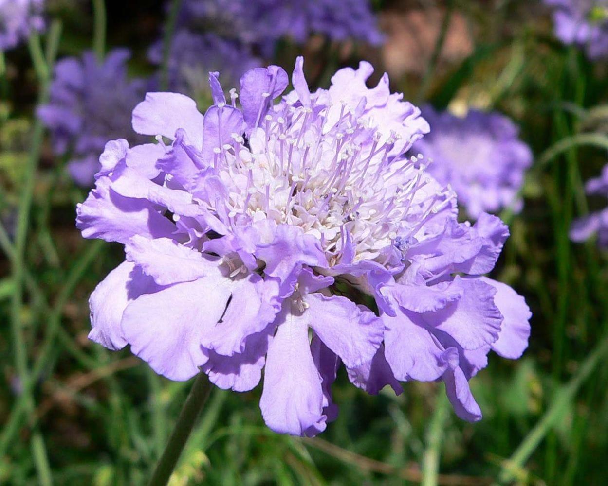 Scabiosa columbaria