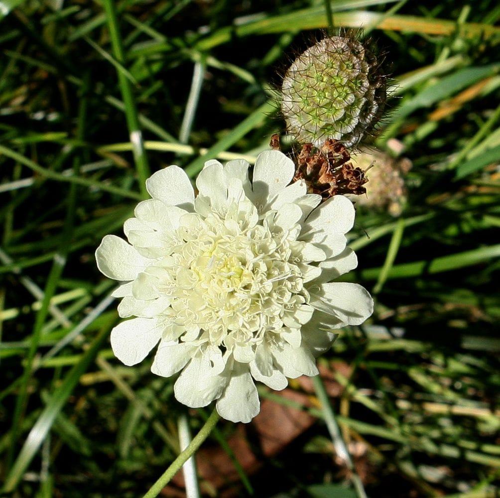 Scabiosa ochroleuca