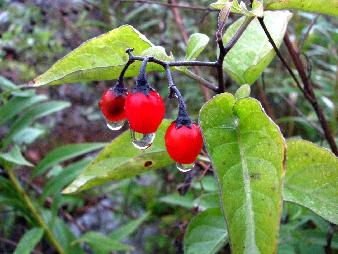 Solanum dulcamara