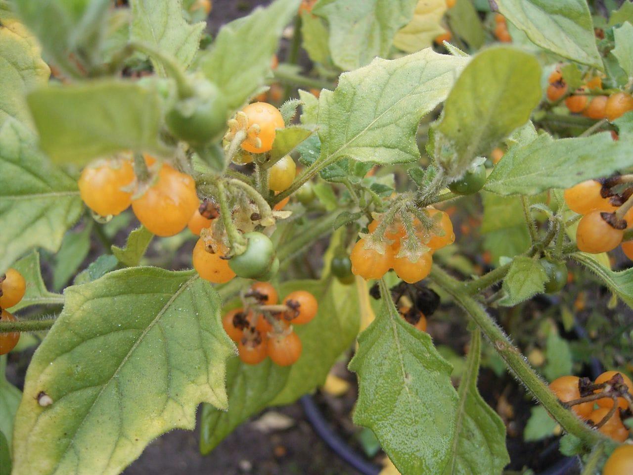 Solanum luteum