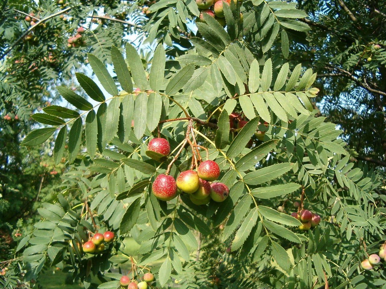 Sorbus domestica