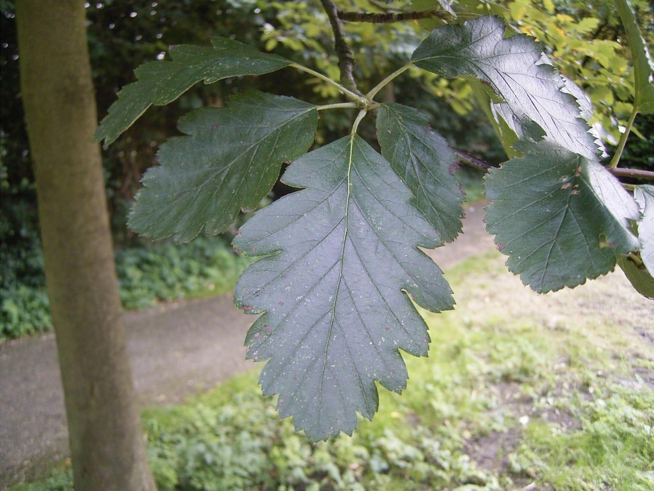 Sorbus intermedia
