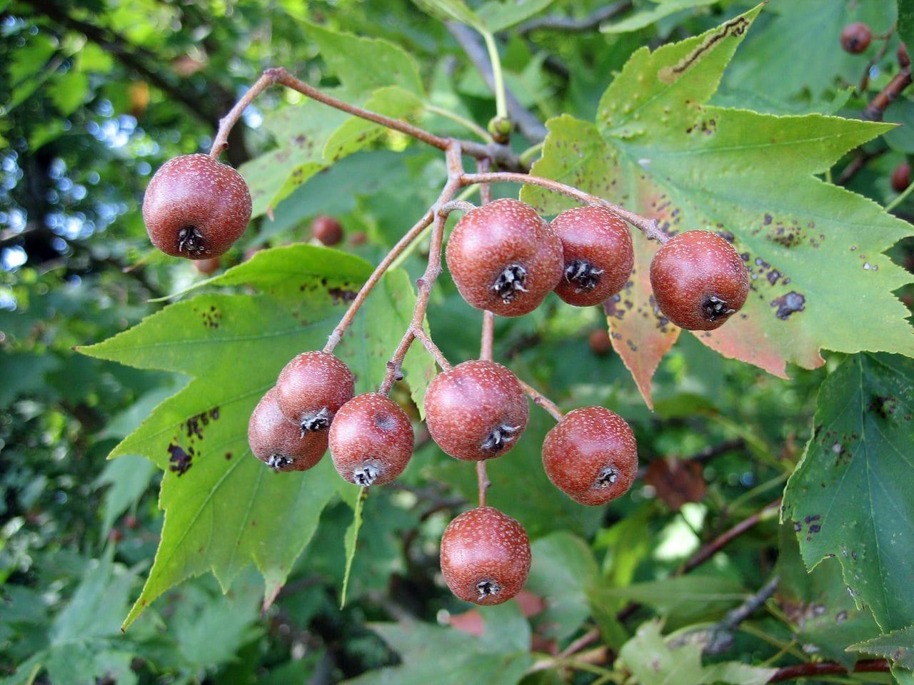 Sorbus torminalis