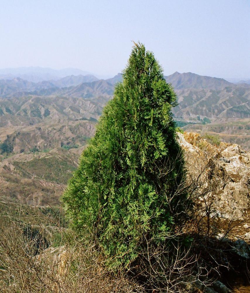 Thuja orientalis