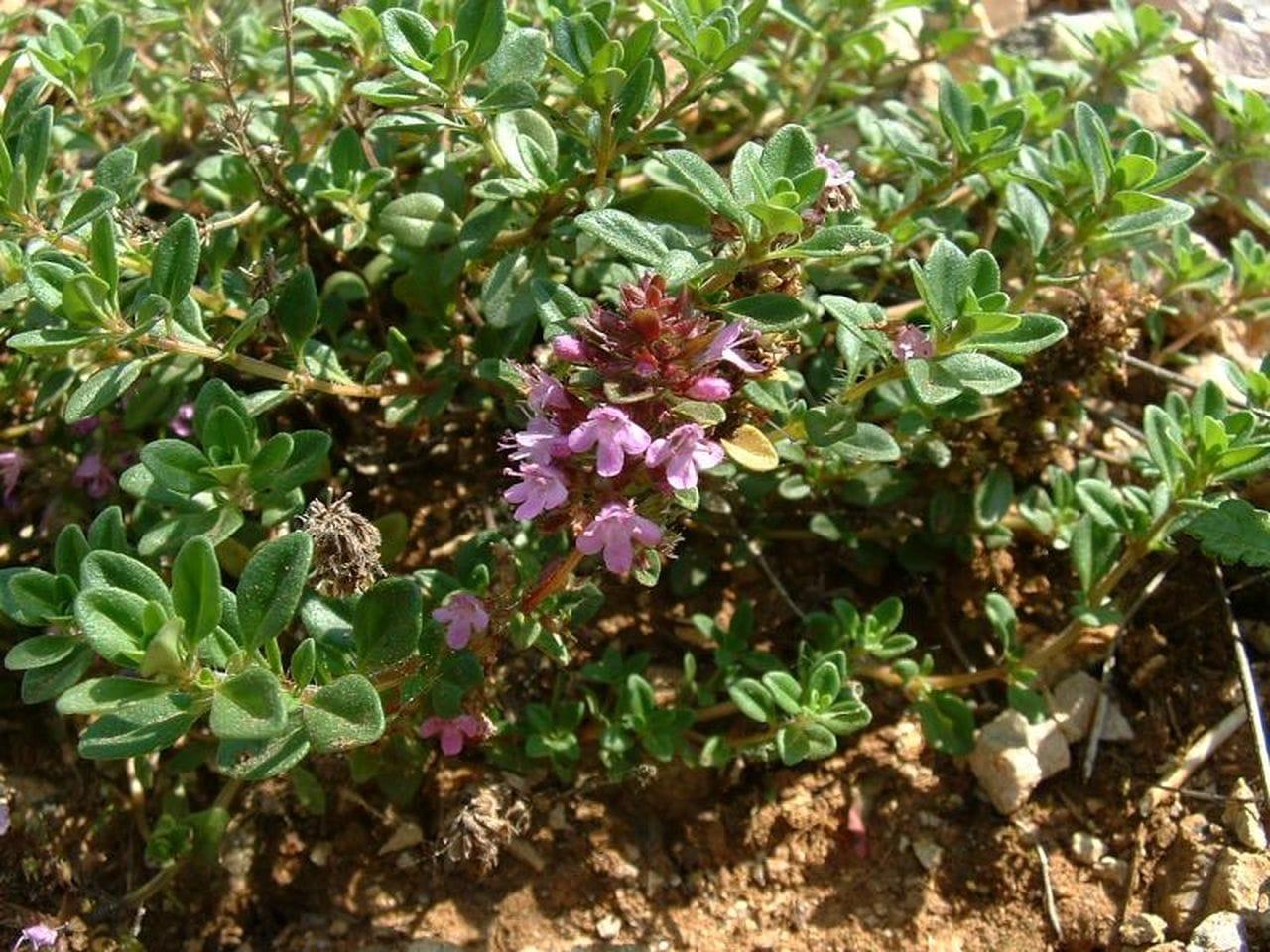 Thymus serphyllum