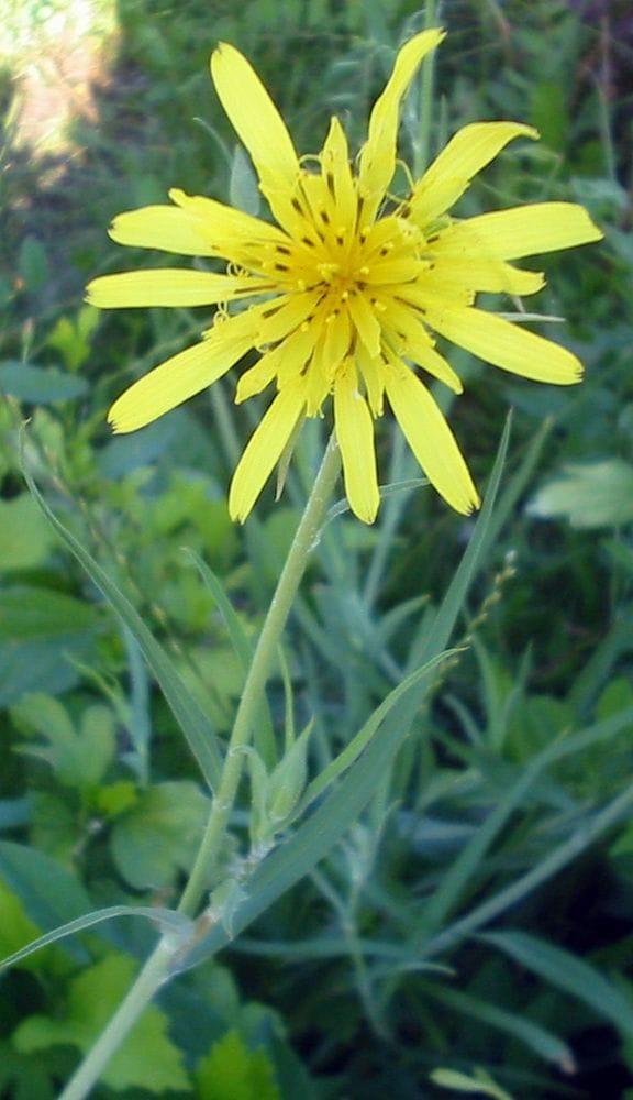 Tragopogon pratense