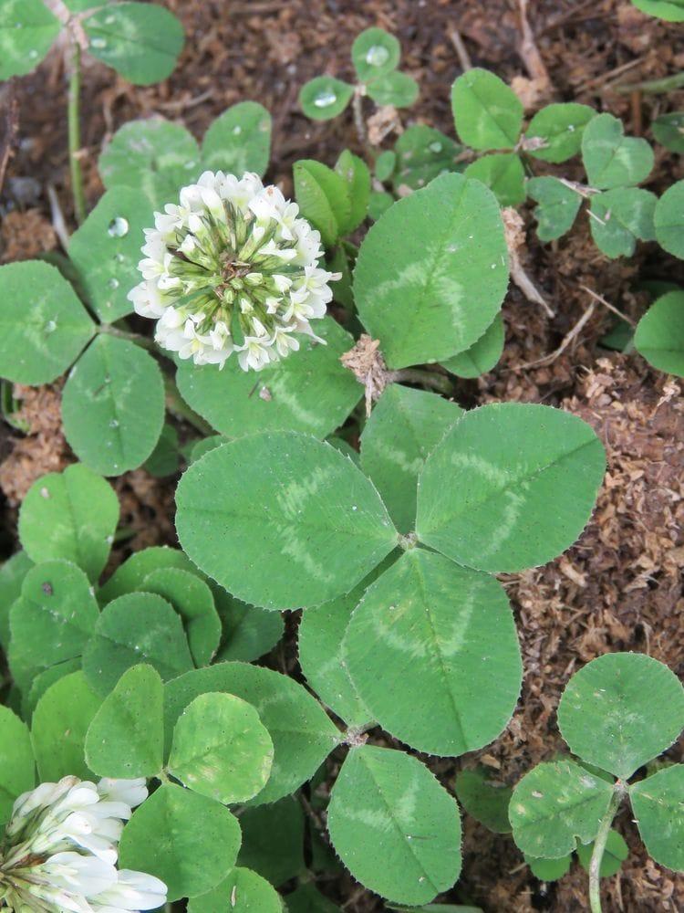 Trifolium repens