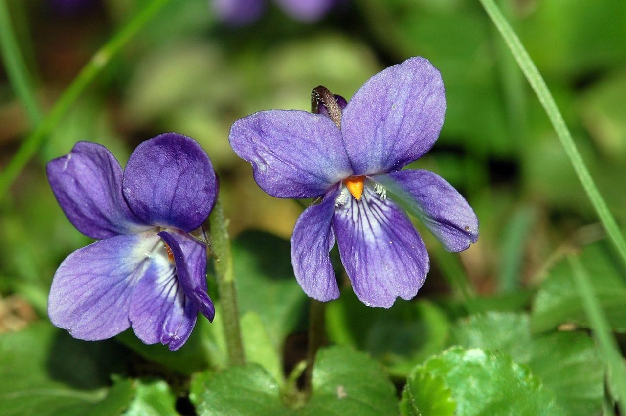 Viola odarata