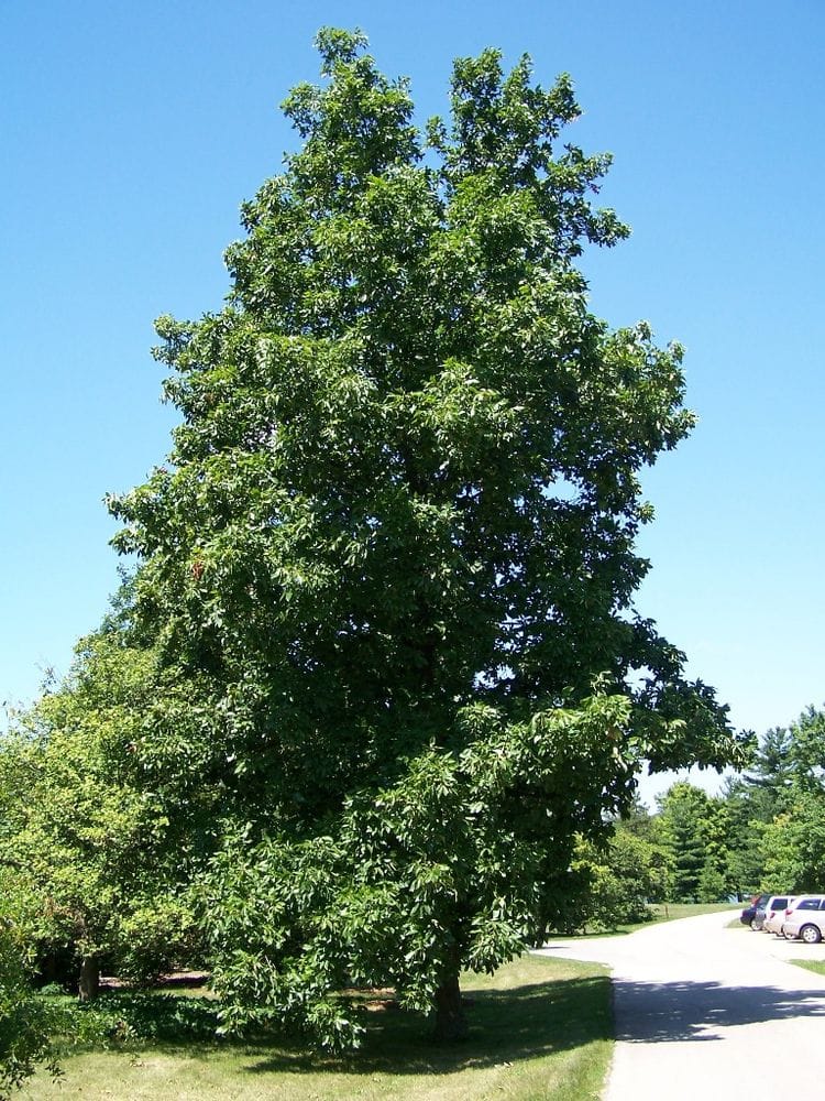 Carya